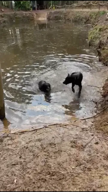 Twee honden zwemmen in de vijver