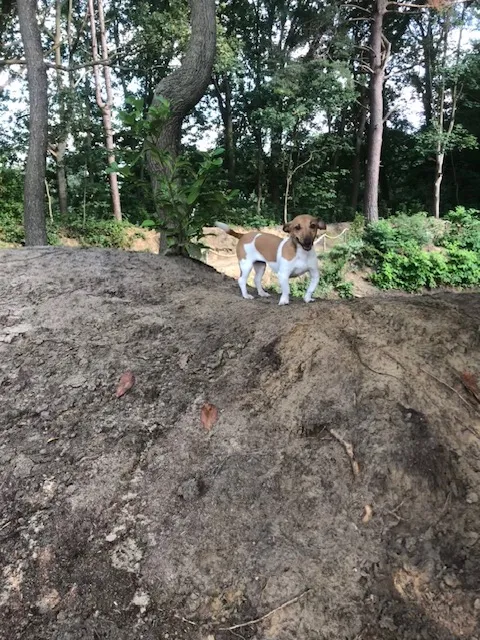 Een Jack Russell op een zandheuvel in het bos