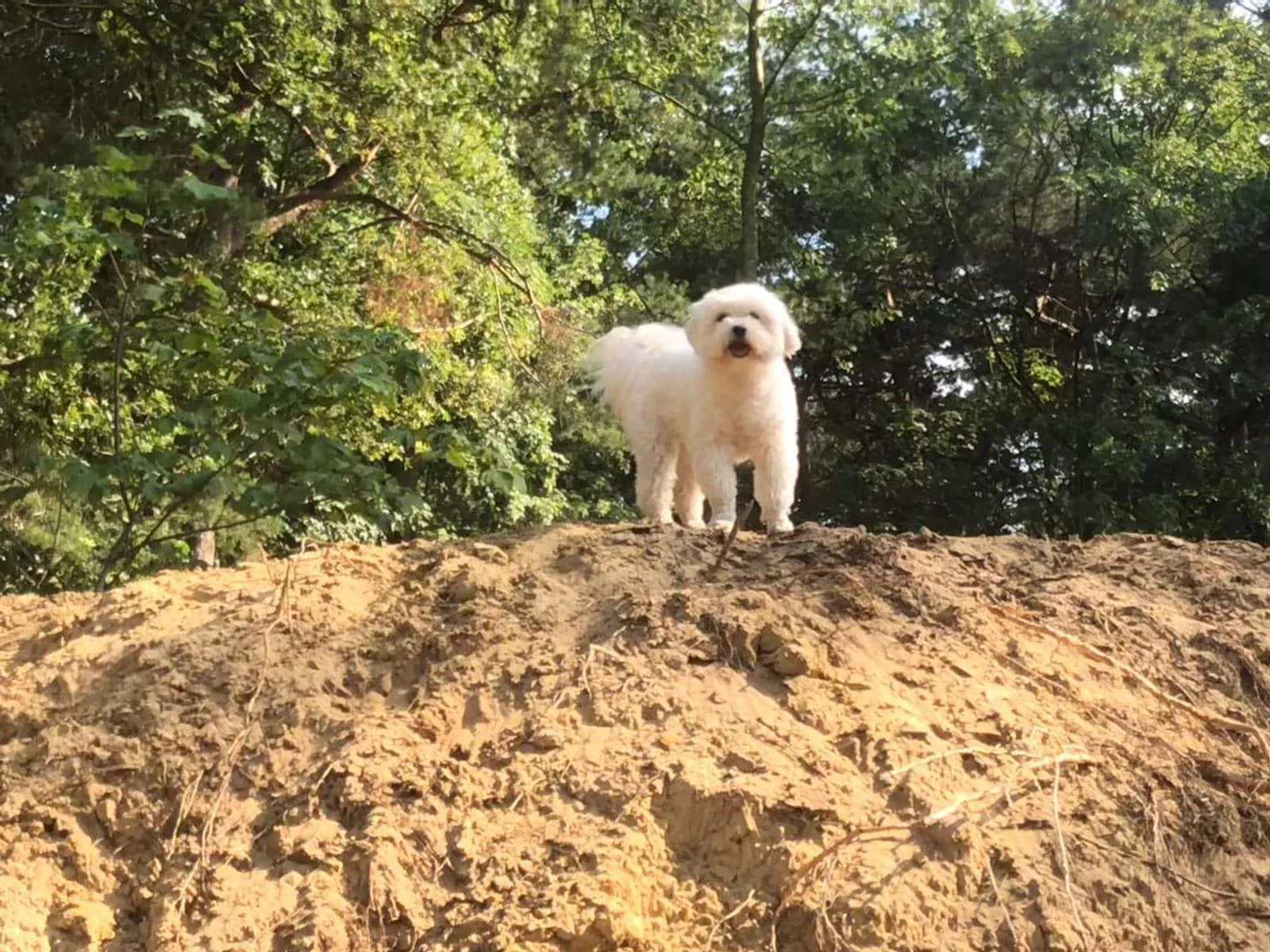 Een witte hond staat trots op een zandheuvel in het bos